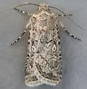 Euxoa misturata - Hodges#10766 - photo 2