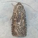 Euxoa misturata - Hodges#10766 - photo 3