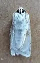 Euxoa misturata - Hodges#10766 - photo 4