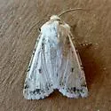 Euxoa misturata - Hodges#10766 - photo 5