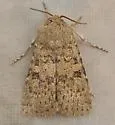 Euxoa mitis - Hodges#10774 - Euxoa mitis