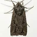 Euxoa nevada - Hodges#10769