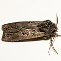 Euxoa nevada - Hodges#10769 - photo 4
