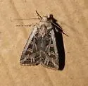 Euxoa niveilinea - Hodges#10831 - photo 2