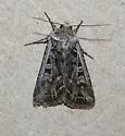 Euxoa niveilinea - Hodges#10831 - photo 3