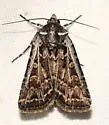 Euxoa niveilinea - Hodges#10831 - photo 4