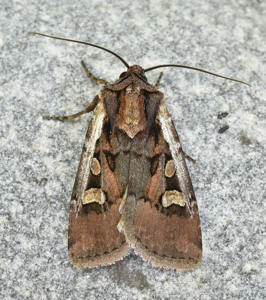 Obelisk Dart - Hodges#10817 - photo 2