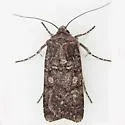 Euxoa occidentalis - Hodges#10781.1 - Euxoa occidentalis