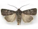 Euxoa occidentalis - Hodges#10781.1 - photo 2