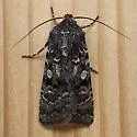 Euxoa occidentalis - Hodges#10781.1 - photo 3