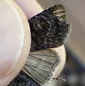 Euxoa occidentalis - Hodges#10781.1 - photo 4