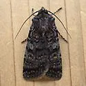 Euxoa occidentalis - Hodges#10781.1 - photo 5