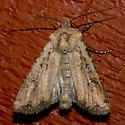 Euxoa ochrogaster - Hodges#10801 - photo 2