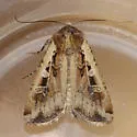 Euxoa ochrogaster - Hodges#10801 - photo 3