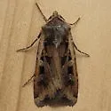 Euxoa ochrogaster - Hodges#10801 - photo 4