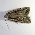 Euxoa olivalis - Hodges#10833 - Euxoa olivalis