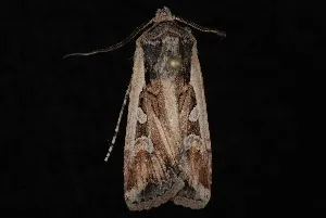 Euxoa olivia - Hodges#10741 - Euxoa olivia
