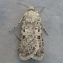 Euxoa pallipennis - Hodges#10765 - photo 3