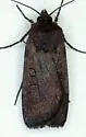 Polished Dart Moth - Hodges#10865 - photo 5