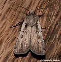 Euxoa pimensis - Hodges#10752