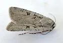 Euxoa pimensis - Hodges#10752 - photo 4