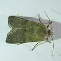Euxoa piniae - Hodges#10791