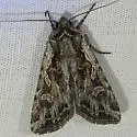 Euxoa plagigera - Hodges#10804