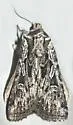 Euxoa plagigera - Hodges#10804 - photo 4