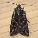 Euxoa plagigera - Hodges#10804 - photo 5
