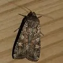 Fawn Brown Dart - Hodges#10727 - photo 2