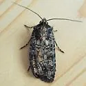 Fawn Brown Dart - Hodges#10727 - photo 3