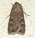 Fawn Brown Dart - Hodges#10727 - photo 4
