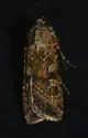 Fawn Brown Dart - Hodges#10727 - photo 5