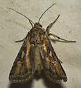 Euxoa pluralis - Hodges#10795 - photo 2