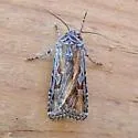 Euxoa pluralis - Hodges#10795 - photo 4