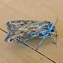 Euxoa pluralis - Hodges#10795 - photo 5