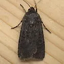 Euxoa punctigera - Hodges#10759 - photo 2