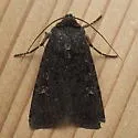 Euxoa punctigera - Hodges#10759 - photo 3