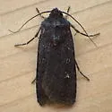 Euxoa punctigera - Hodges#10759 - photo 4