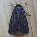 Euxoa punctigera - Hodges#10759 - photo 5