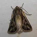 Euxoa quadridentata - Hodges#10830