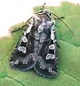 Fillet Dart - Hodges#10851 - Euxoa redimicula