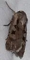 Fillet Dart - Hodges#10851 - photo 4