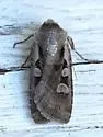 Fillet Dart - Hodges#10851 - photo 5