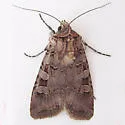Euxoa rockburnei - Hodges#10757 - Euxoa rockburnei