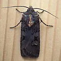 Euxoa rockburnei - Hodges#10757 - photo 2