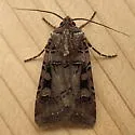 Euxoa rockburnei - Hodges#10757 - photo 3