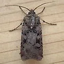 Euxoa rockburnei - Hodges#10757 - photo 4