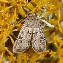 Euxoa satiens - Hodges#10792 - Euxoa satiens