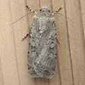 Euxoa satiens - Hodges#10792 - photo 3